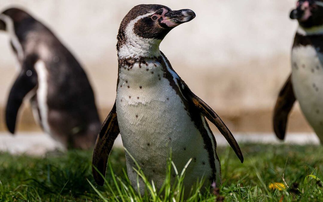 NEUMÜNSTER DYREPARK